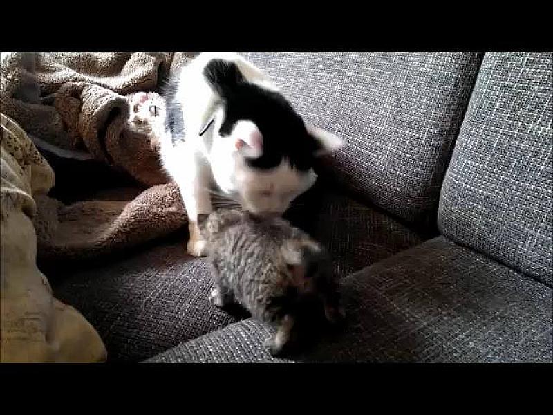 Kattenpraat