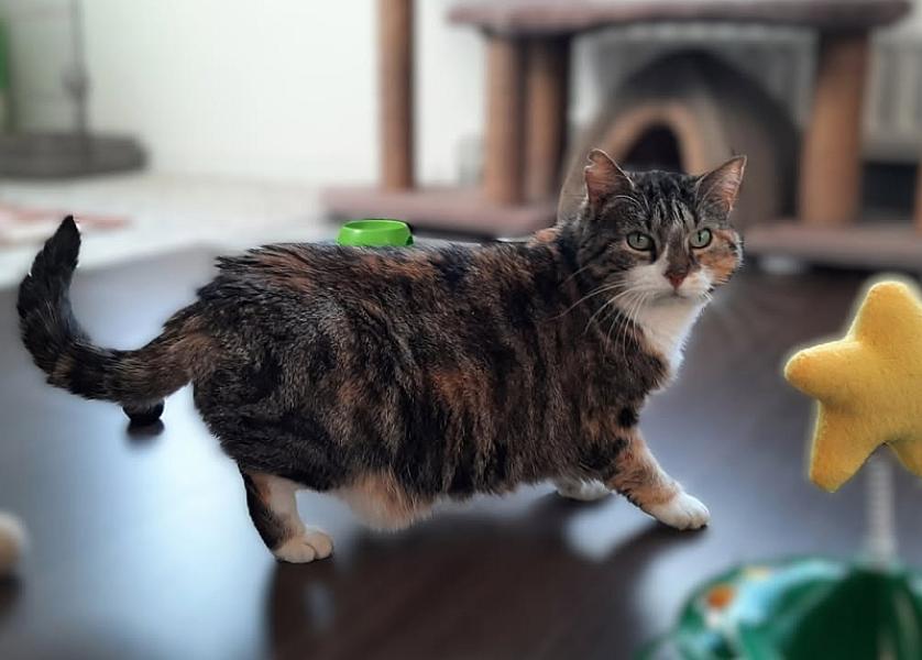 Kattenpraat