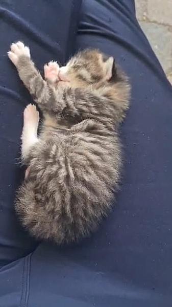 Kattenpraat