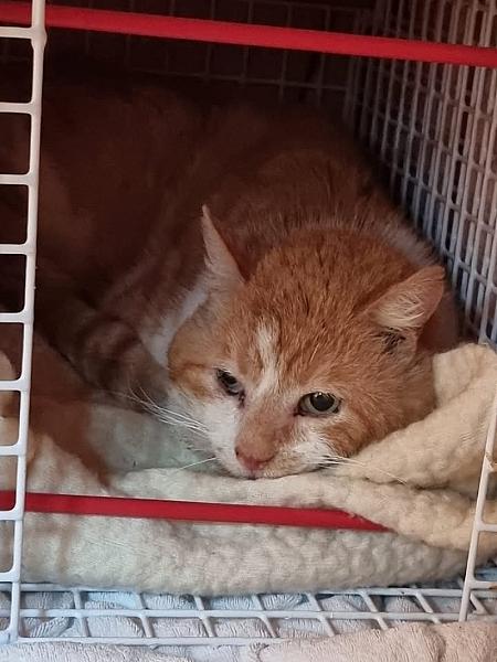 Kattenpraat