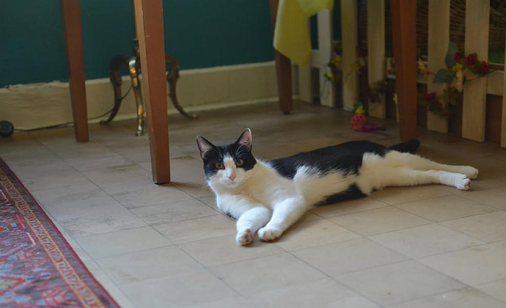 Kattenpraat