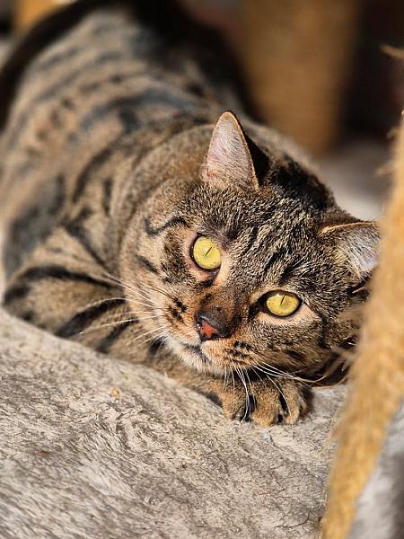 Kattenpraat