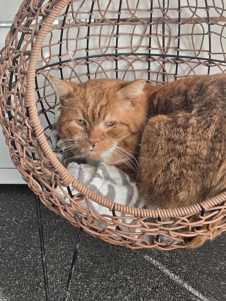 Kattenpraat