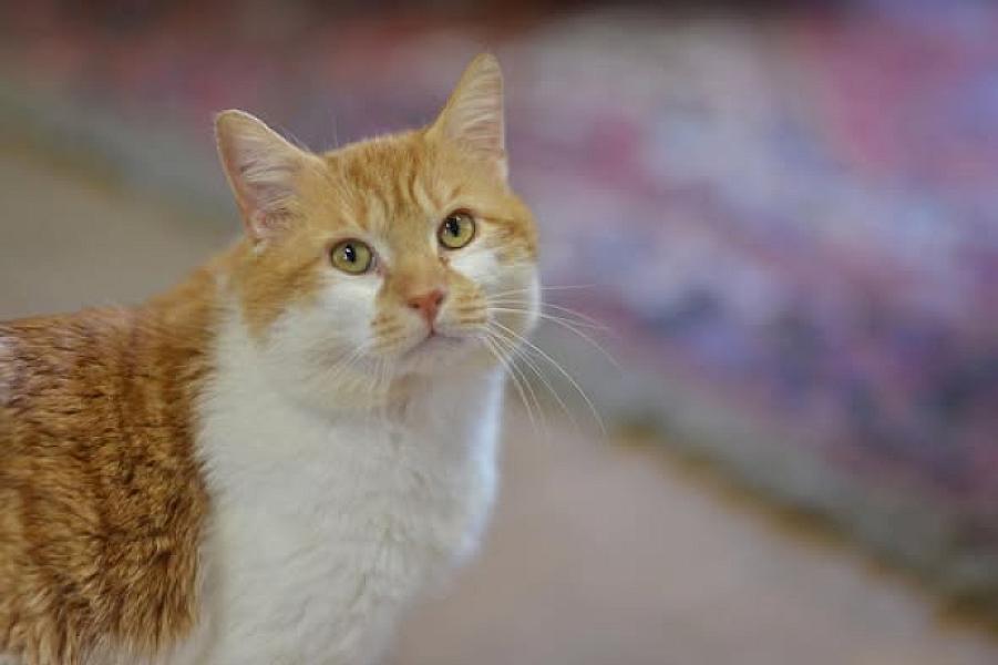 Kattenpraat