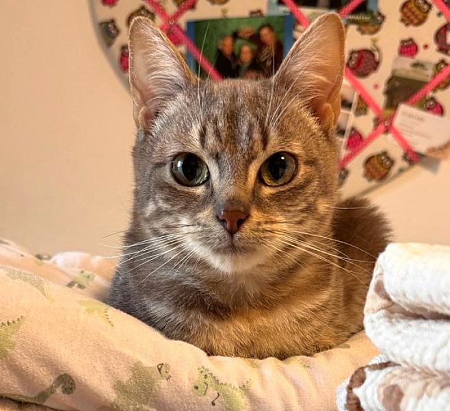 Kattenpraat