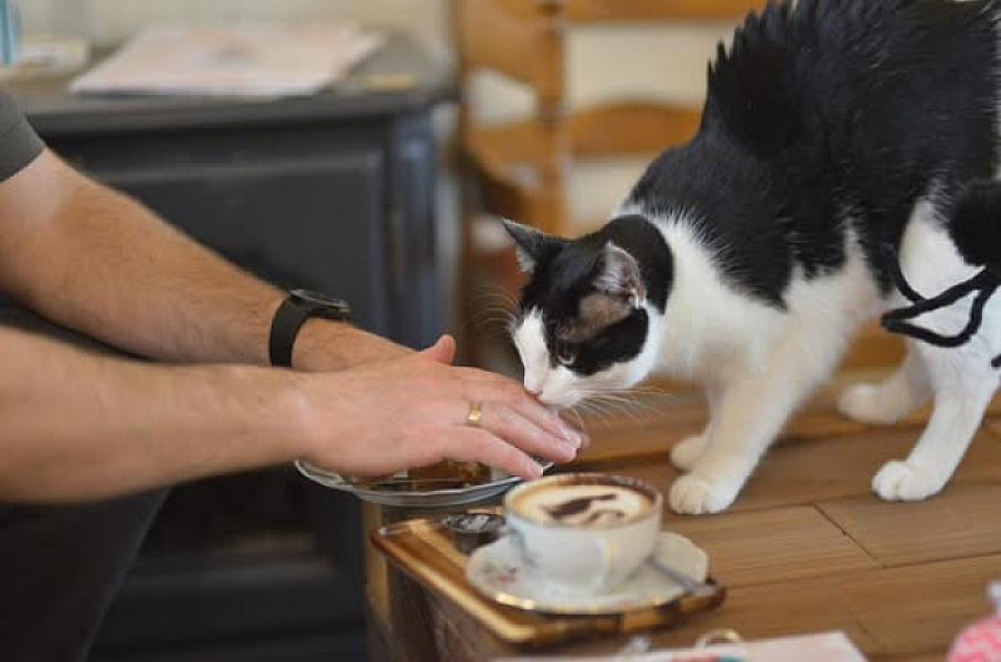 Kattenpraat