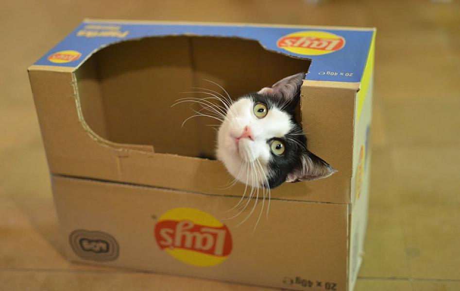 Kattenpraat