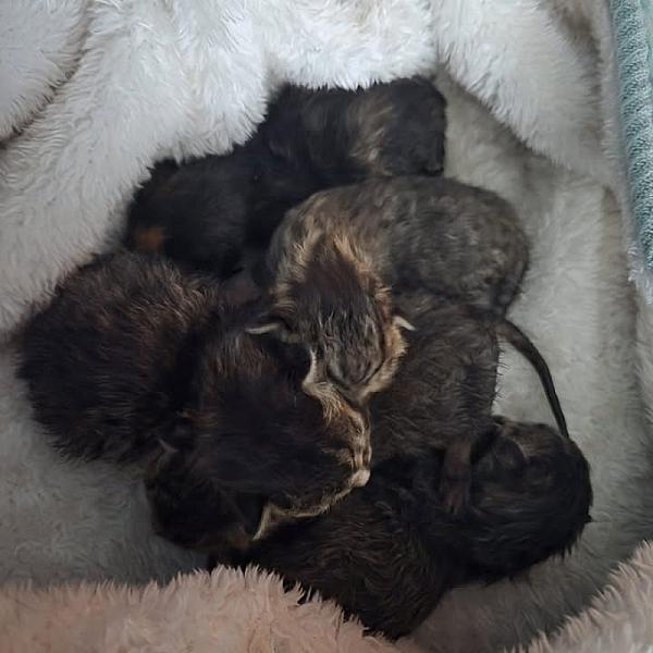 Kattenpraat