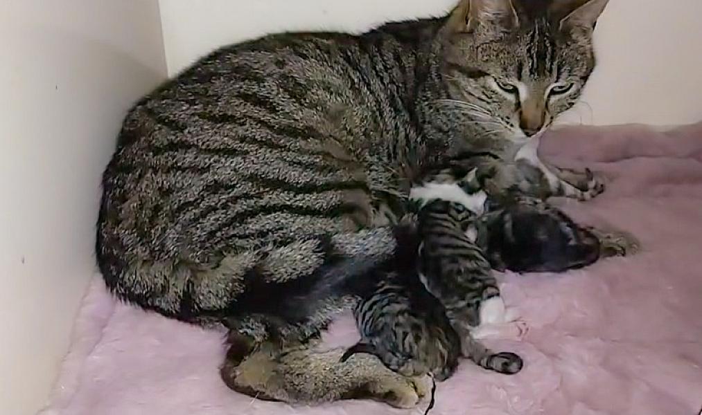 Kattenpraat