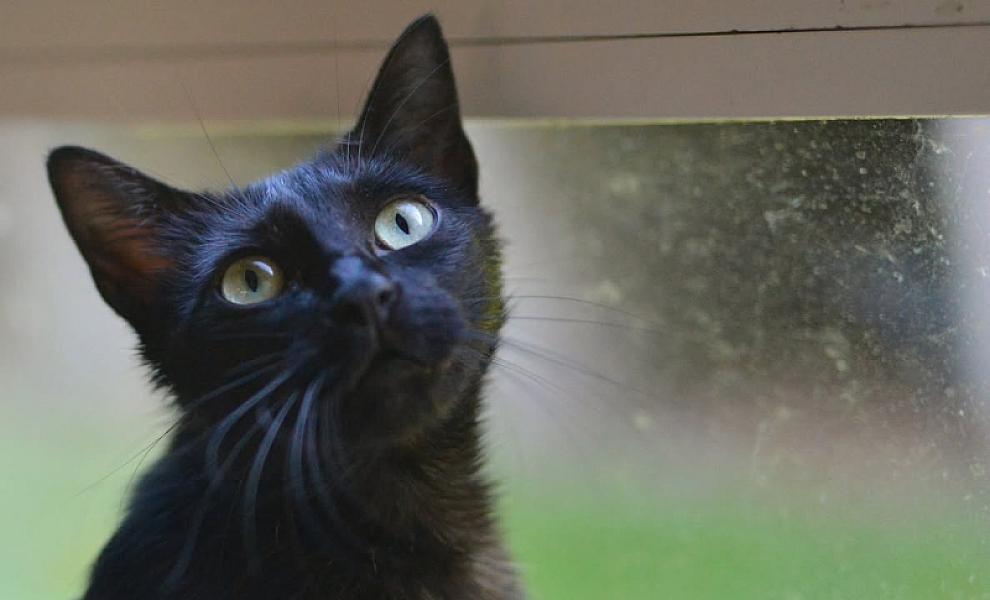 Kattenpraat