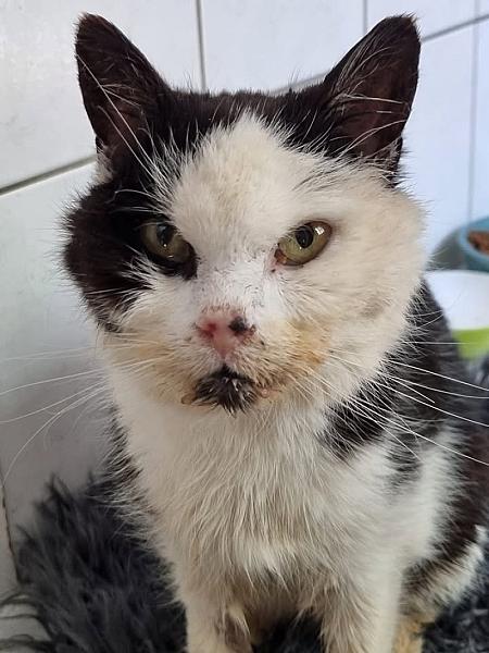 Kattenpraat