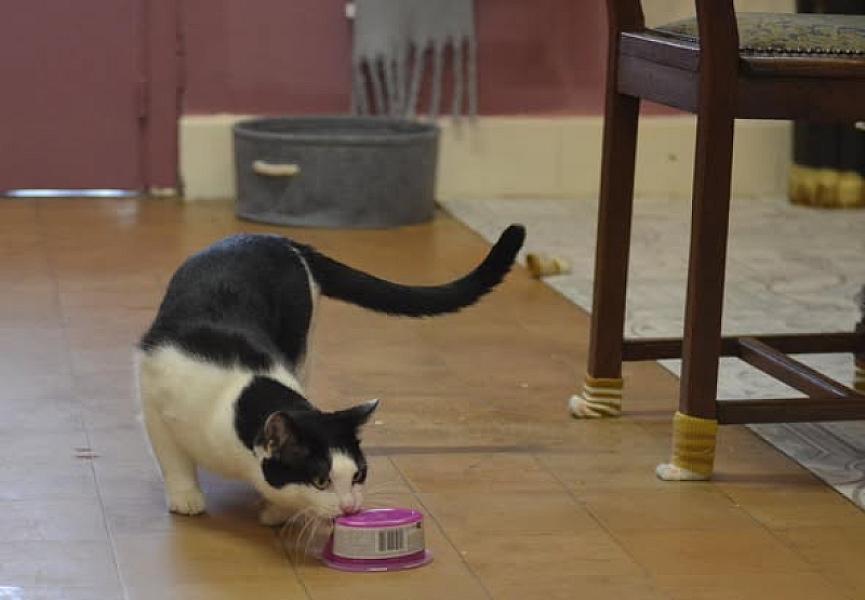 Kattenpraat
