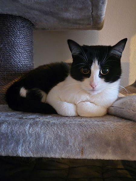 Kattenpraat
