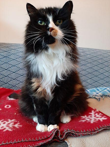 Kattenpraat