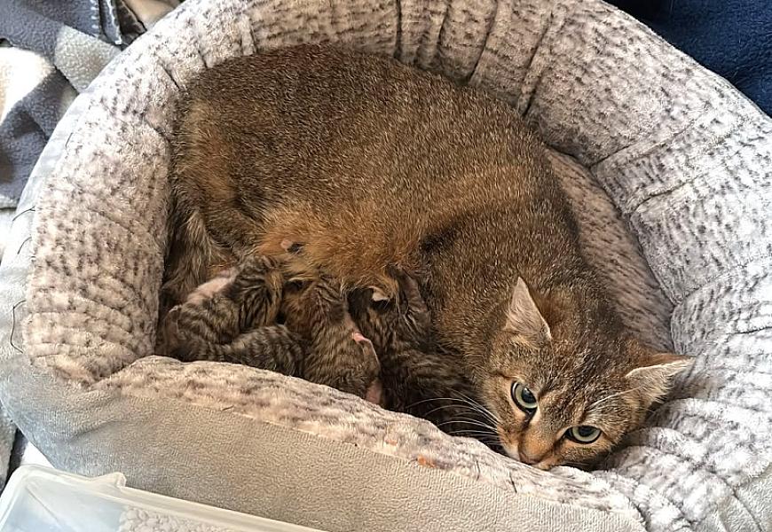 Kattenpraat