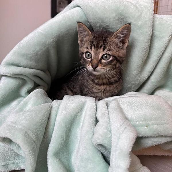 Kattenpraat