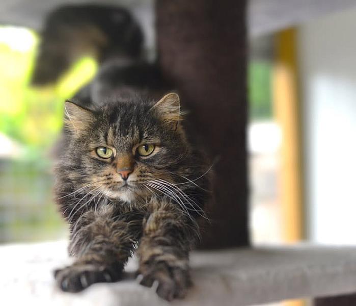 Kattenpraat