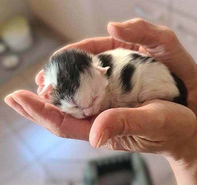 Kattenpraat