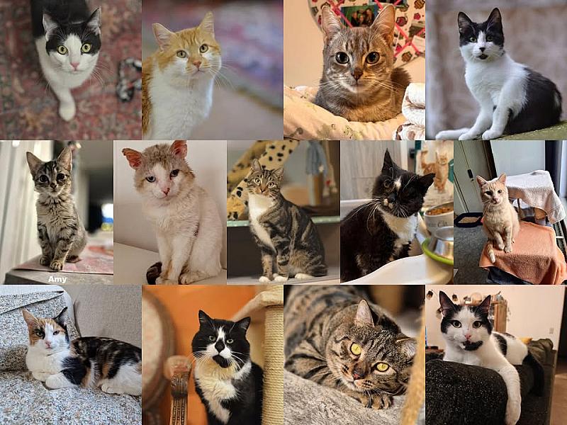 Kattenpraat
