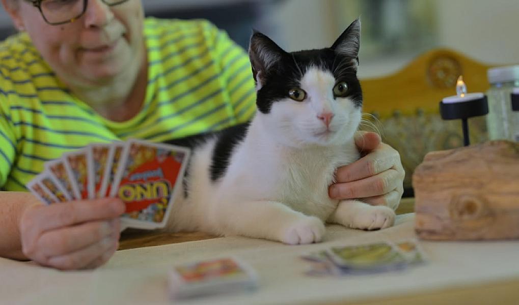 Kattenpraat