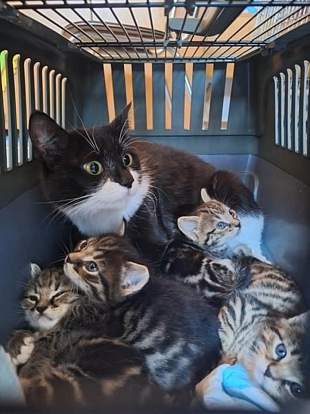 Kattenpraat