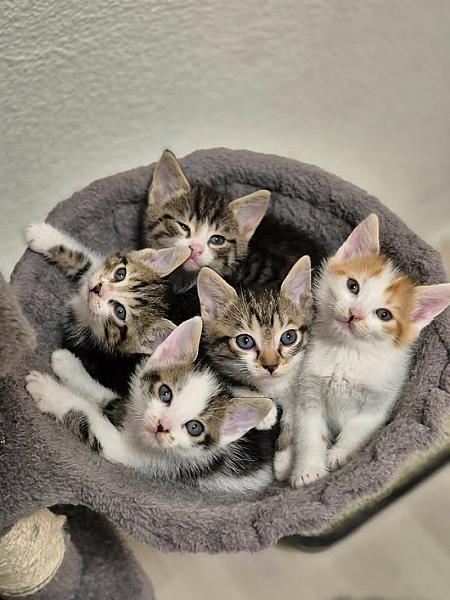 Kattenpraat