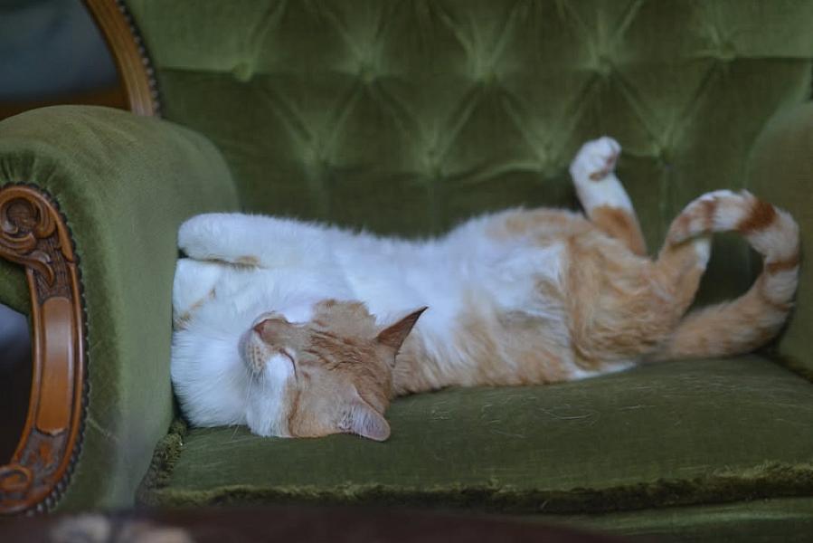 Kattenpraat