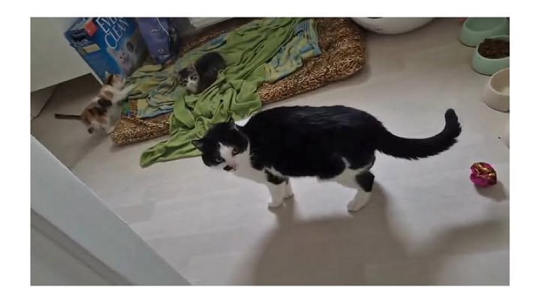 Kattenpraat