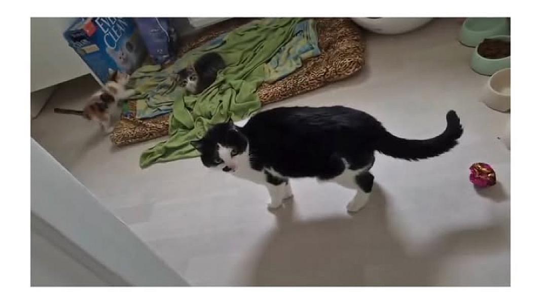 Kattenpraat