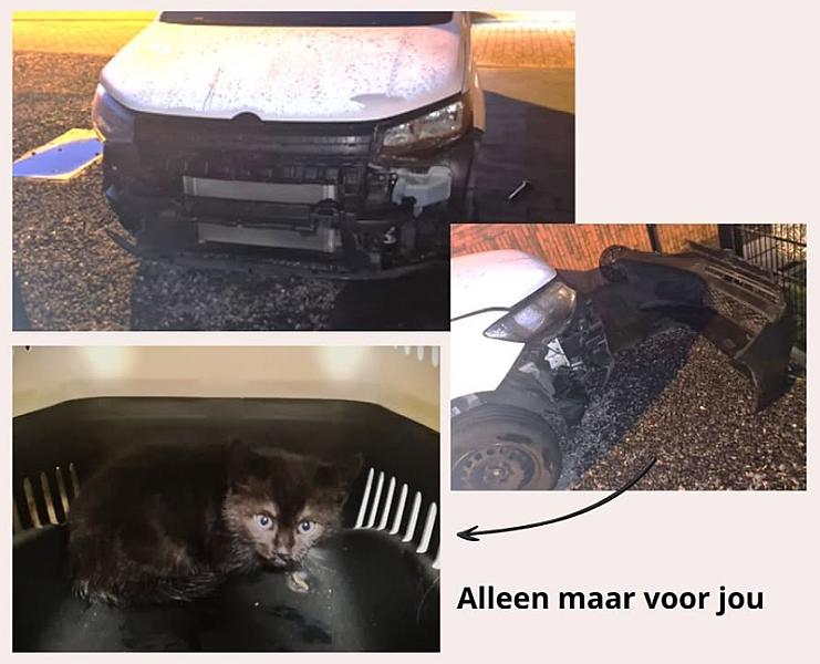 Kattenpraat