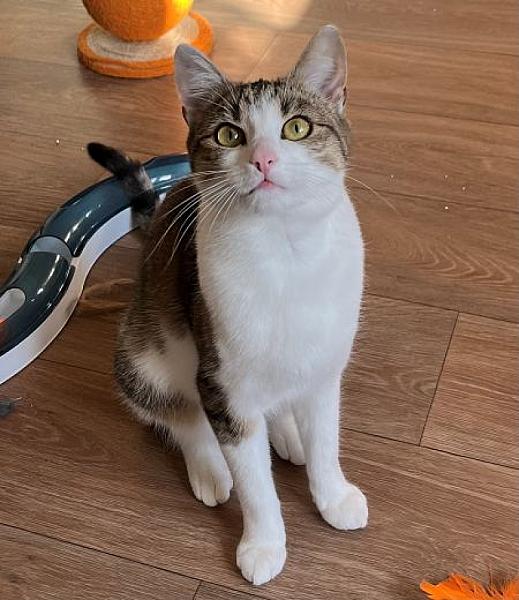 Kattenpraat
