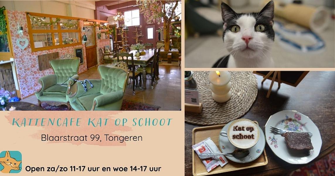 Kattenpraat