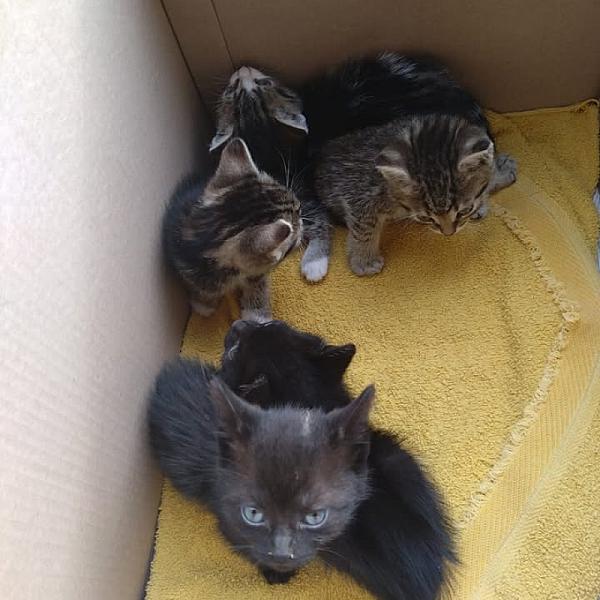 Kattenpraat bericht van 24 mei 2026