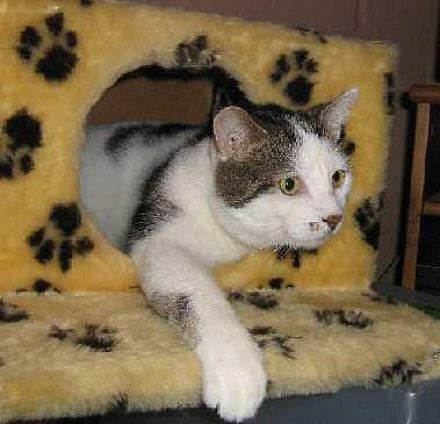 Eddie (Buddy kat) en Wiske (Buddy kat)