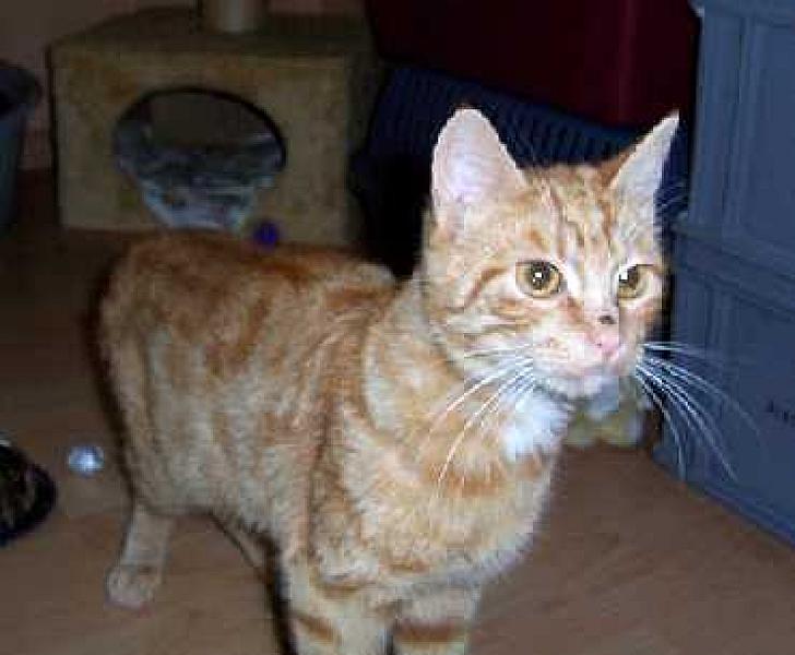Garfield 118