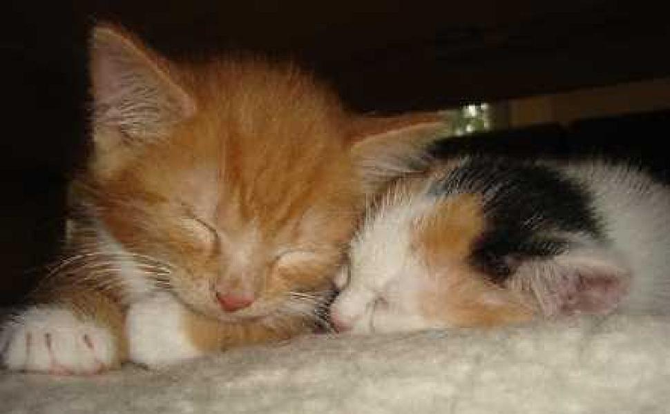 Phoebe en Vito 17