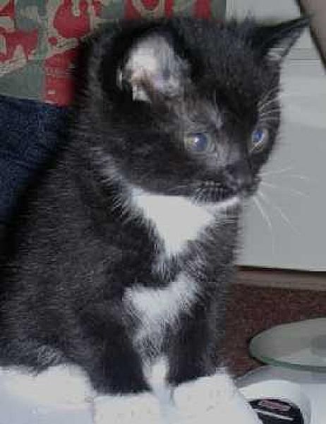Zorro 07