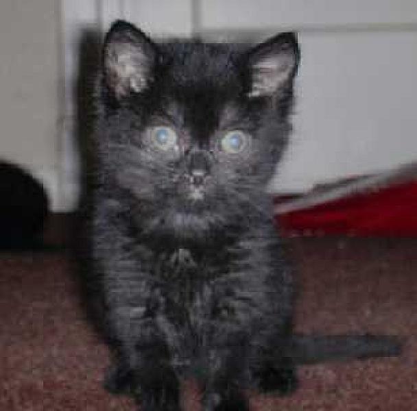 Kitty 07