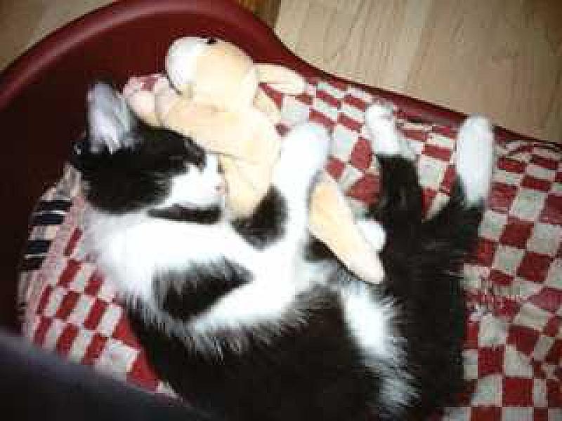 Tom 22