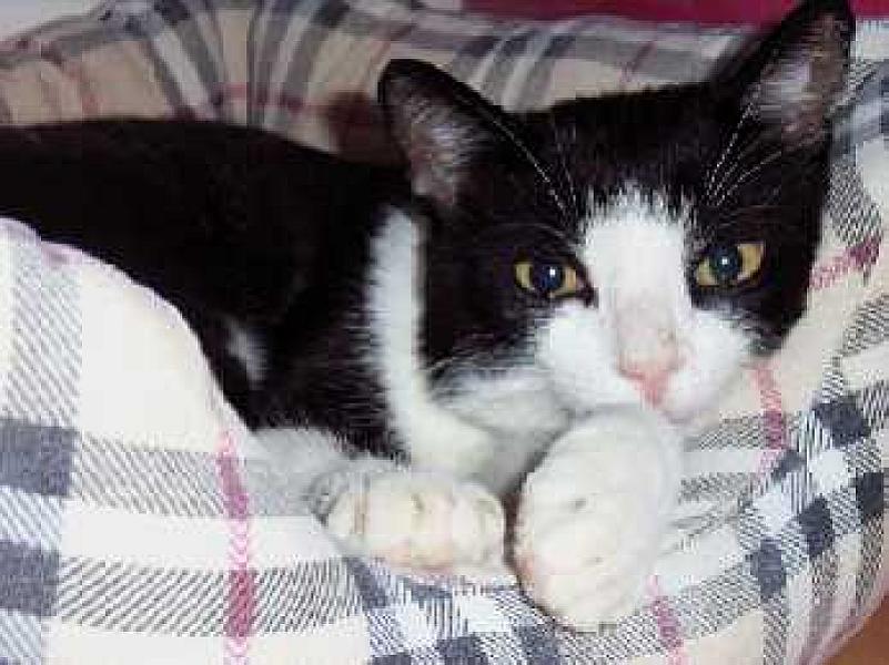Casper 22