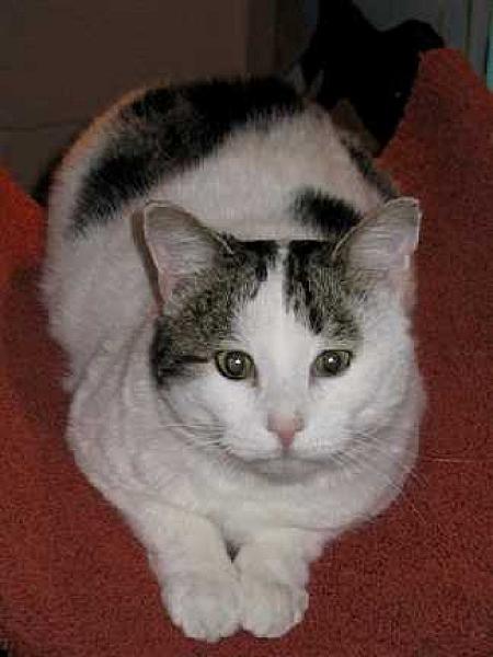 Swiebertje ( Buddy Kat)