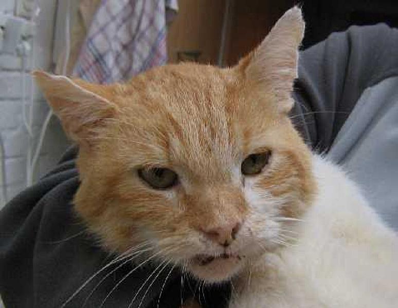 Moos ( Buddy Kat)