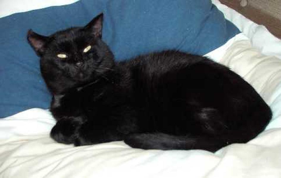 Blackie 24
