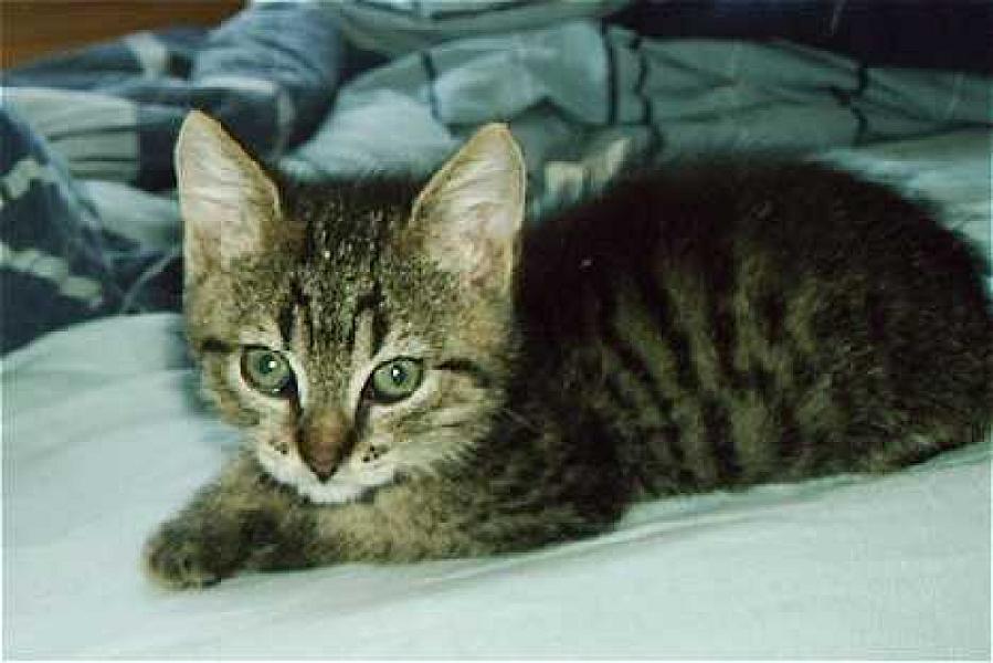 Zorro  120