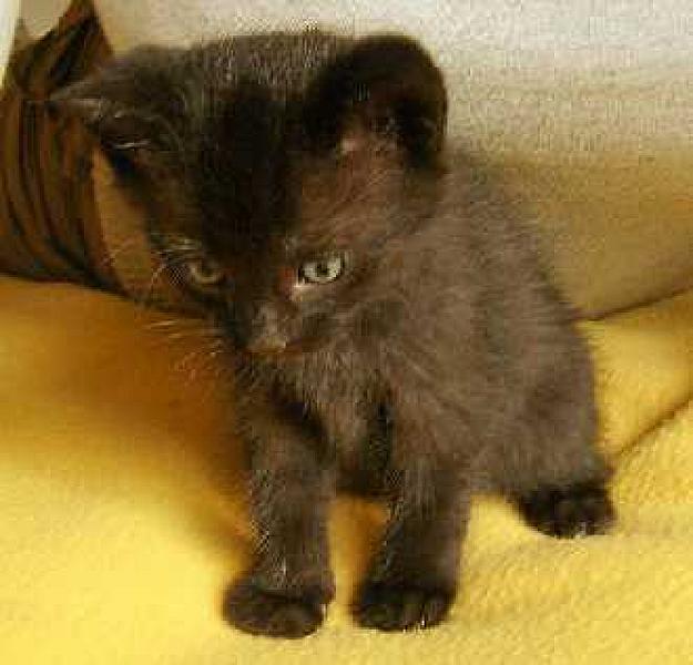 Marley  33