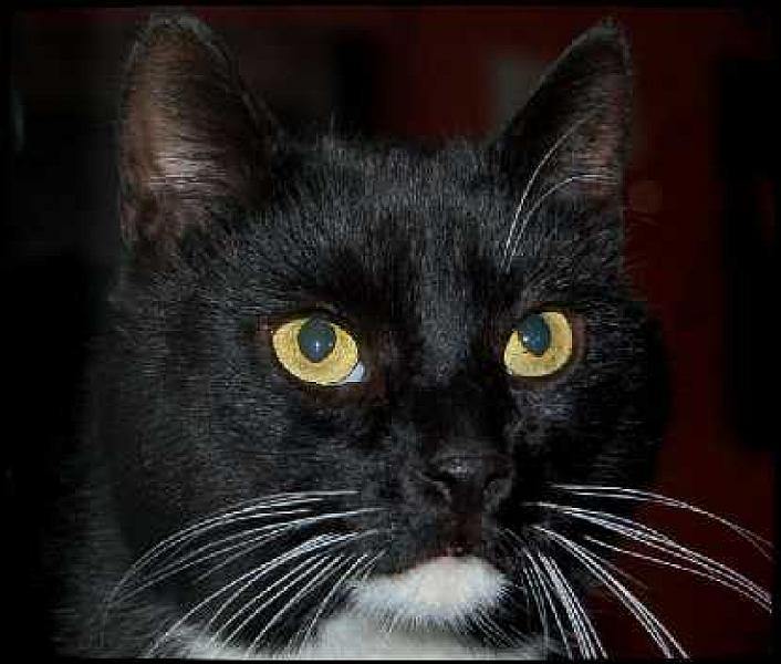 Freddy