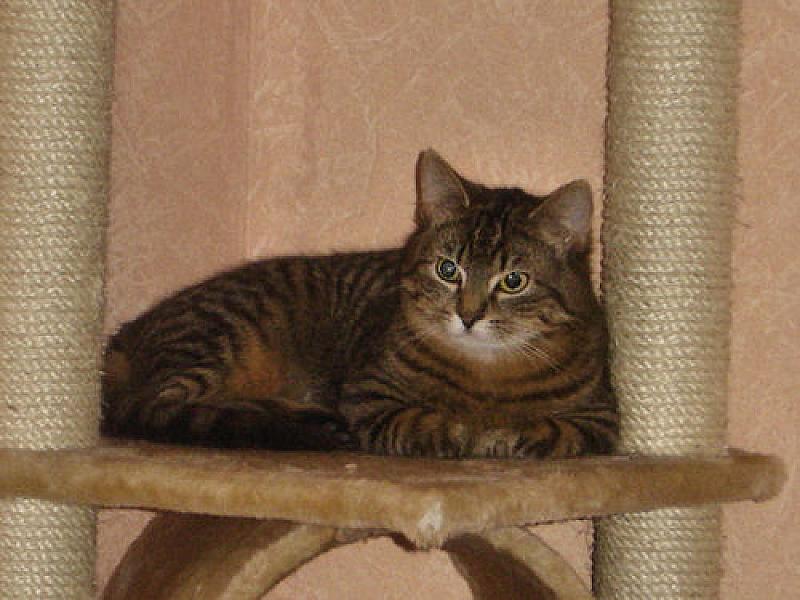 Alfred  en Nala