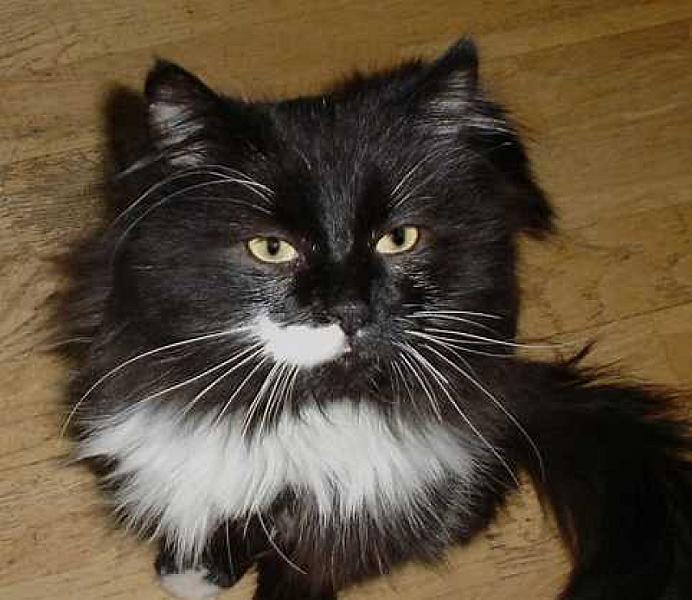 Karel