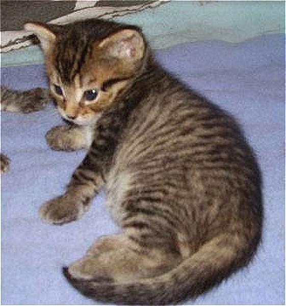 Morris