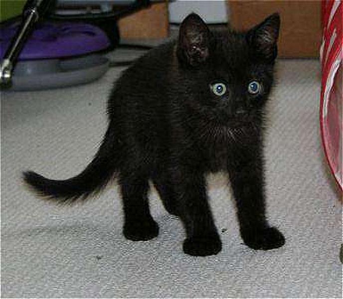 Onyx
